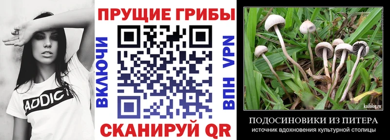 Галлюциногенные грибы Cubensis  Ноябрьск 